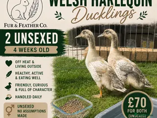 Ducks poultry 🐥 Welsh Harlequin Ducklings Available 🐥 - Advert 1