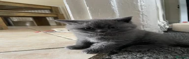 Dumpling 