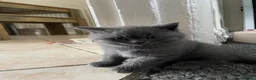 Scottish Fold cats for sale: 3 Kittens Mixed Scottish Fold/British Shorthair in March - Advert 7