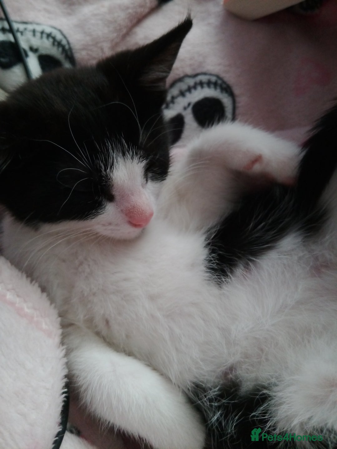 Mixed Breed cats for sale: Kitten for sale - Image 1