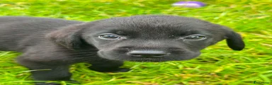 Labrador Retriever 2