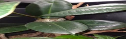 Frog reptiles for sale: Pair of Amazon Milk Frogs - Complete Set Up in Sutton Coldfield - Advert 4