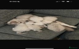Ragdoll cats for sale: 6 Ragdoll kittens - Advert 2
