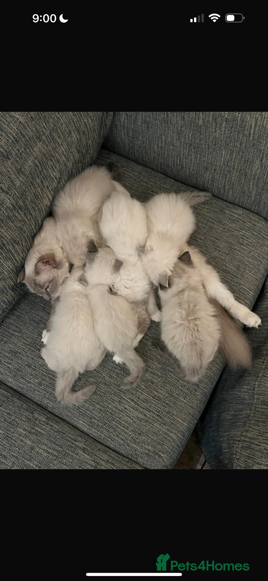 Ragdoll cats for sale: 6 Ragdoll kittens - Advert 2