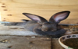 Continental Giant rabbits for sale: Continental giant babies in Swadlincote - Image 7