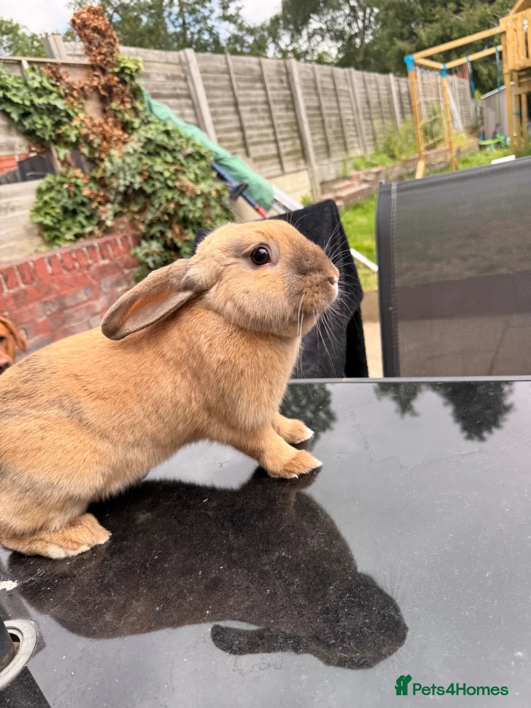 English Lop rabbits for sale: Female Rabbit - Advert 2