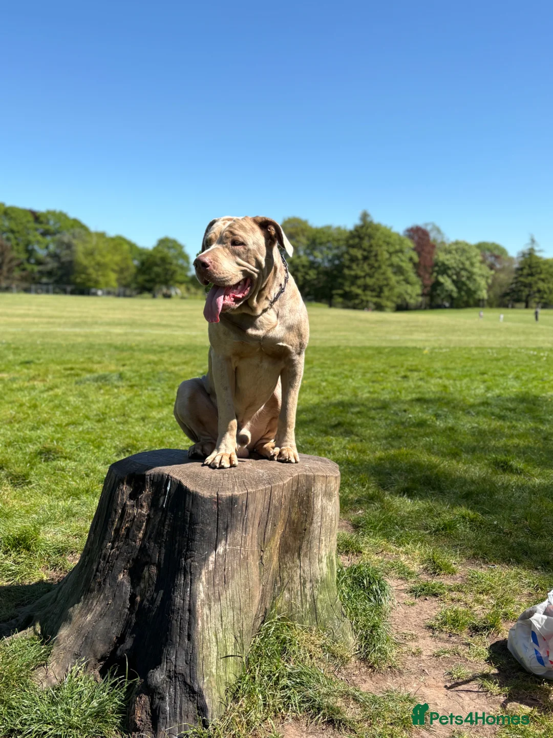 Mastiff dogs for stud: Cane corso x cataholla for stud in Bristol - Advert 2