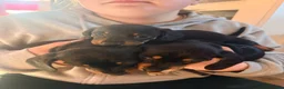 Miniature Dachshund dogs for sale: Lovely litter of 5 Miniature Dachshunds  - Advert 9