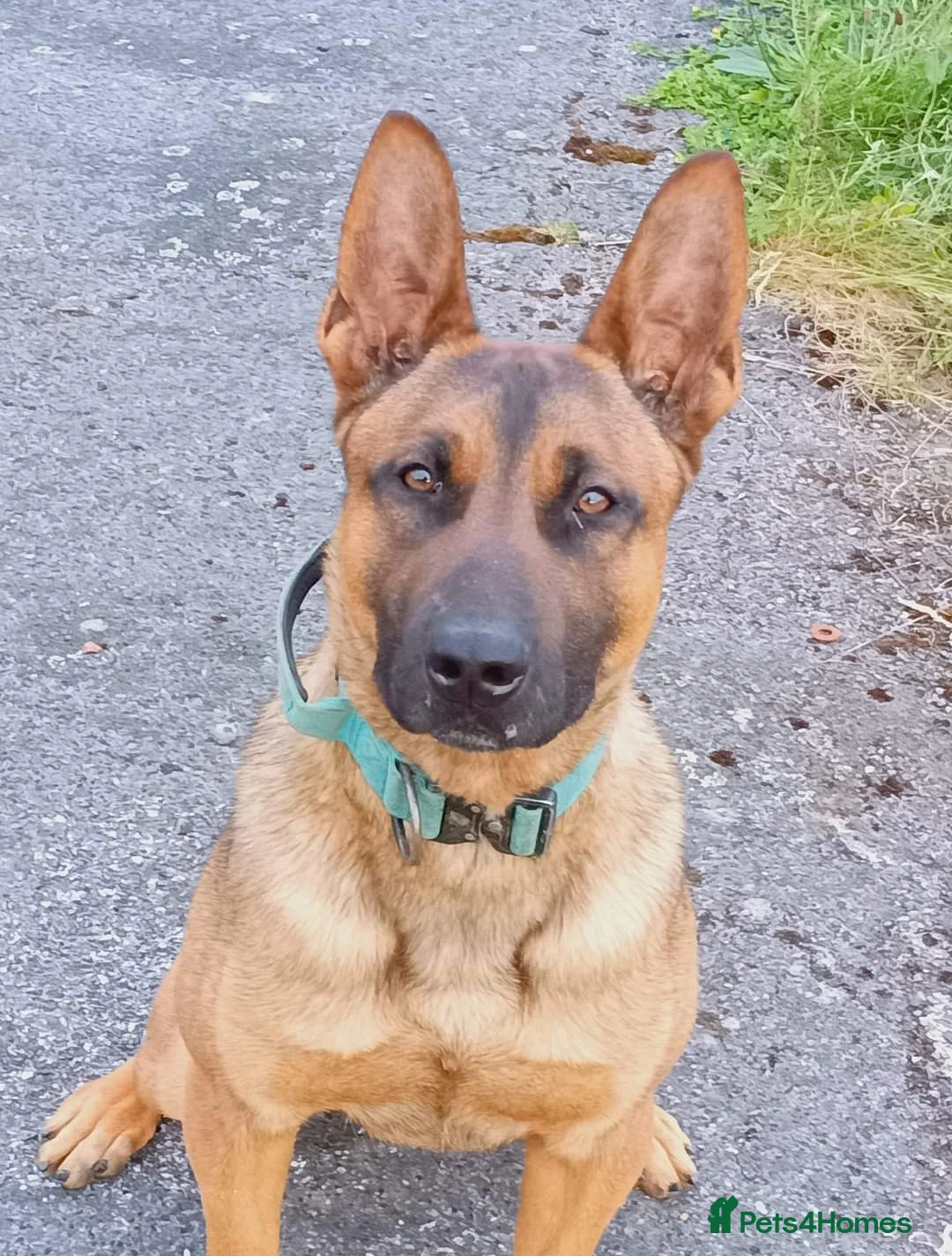 Belgian Shepherd Dog dogs for stud: Stud only in Birmingham - Advert 7