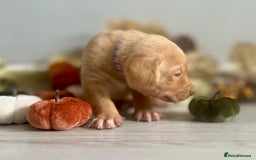 Labrador Retriever dogs for sale: Yellow Labrador Puppies - Image 13