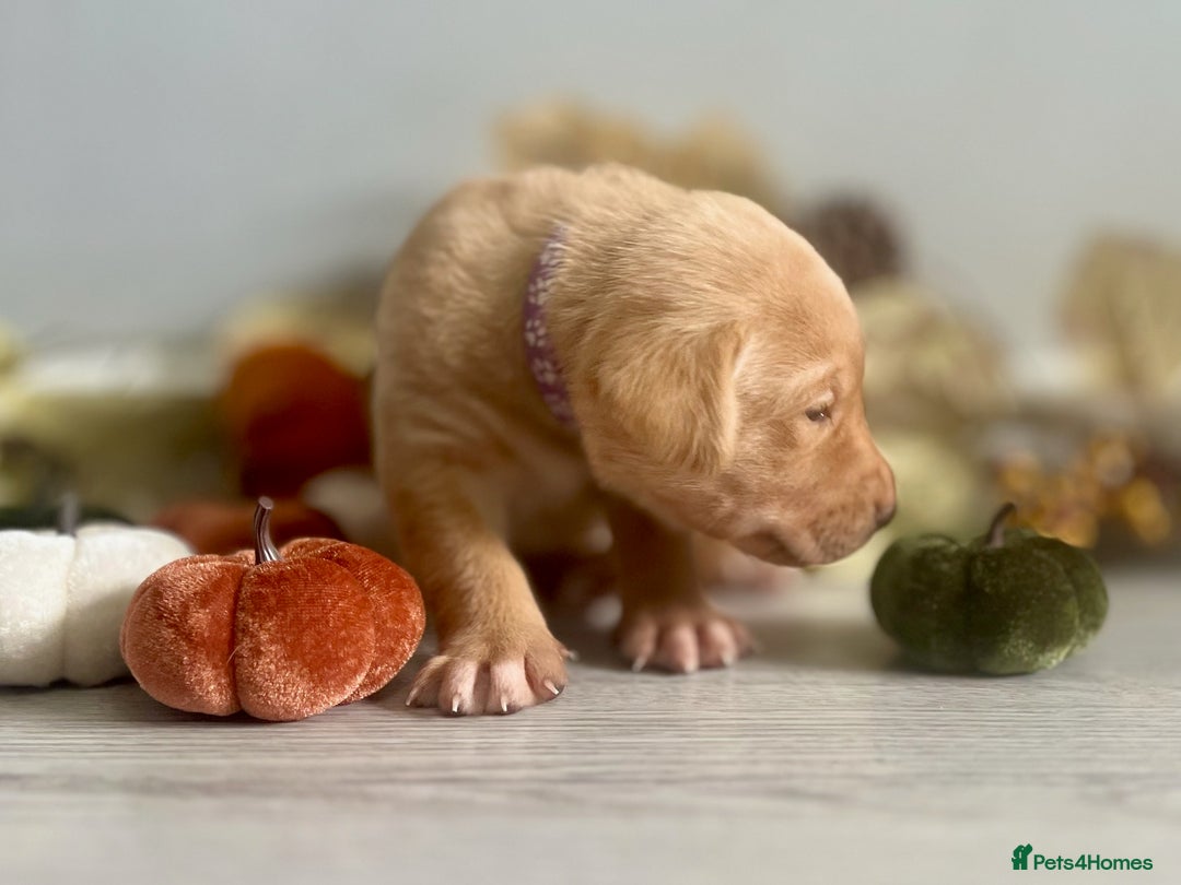 Labrador Retriever dogs for sale: Yellow Labrador Puppies - Image 13