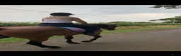 English Thoroughbred horses for sale: Thoroughbred nice boy available  - Advert 5