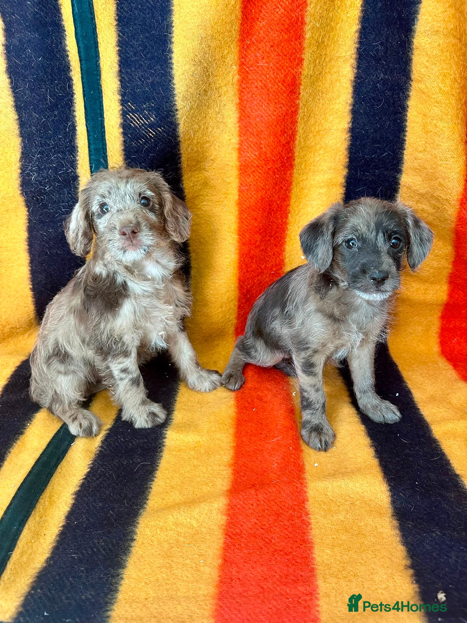Jackapoo dogs READY NOW - Jackapoo Puppies - Advert 2
