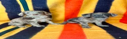 Jackapoo dogs for sale: Beautiful Jackapoo Puppies – Ready Now - Advert 9