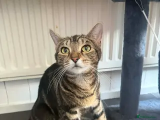 Bengal cats Beautiful kittens 🐈⬛ - Advert 6