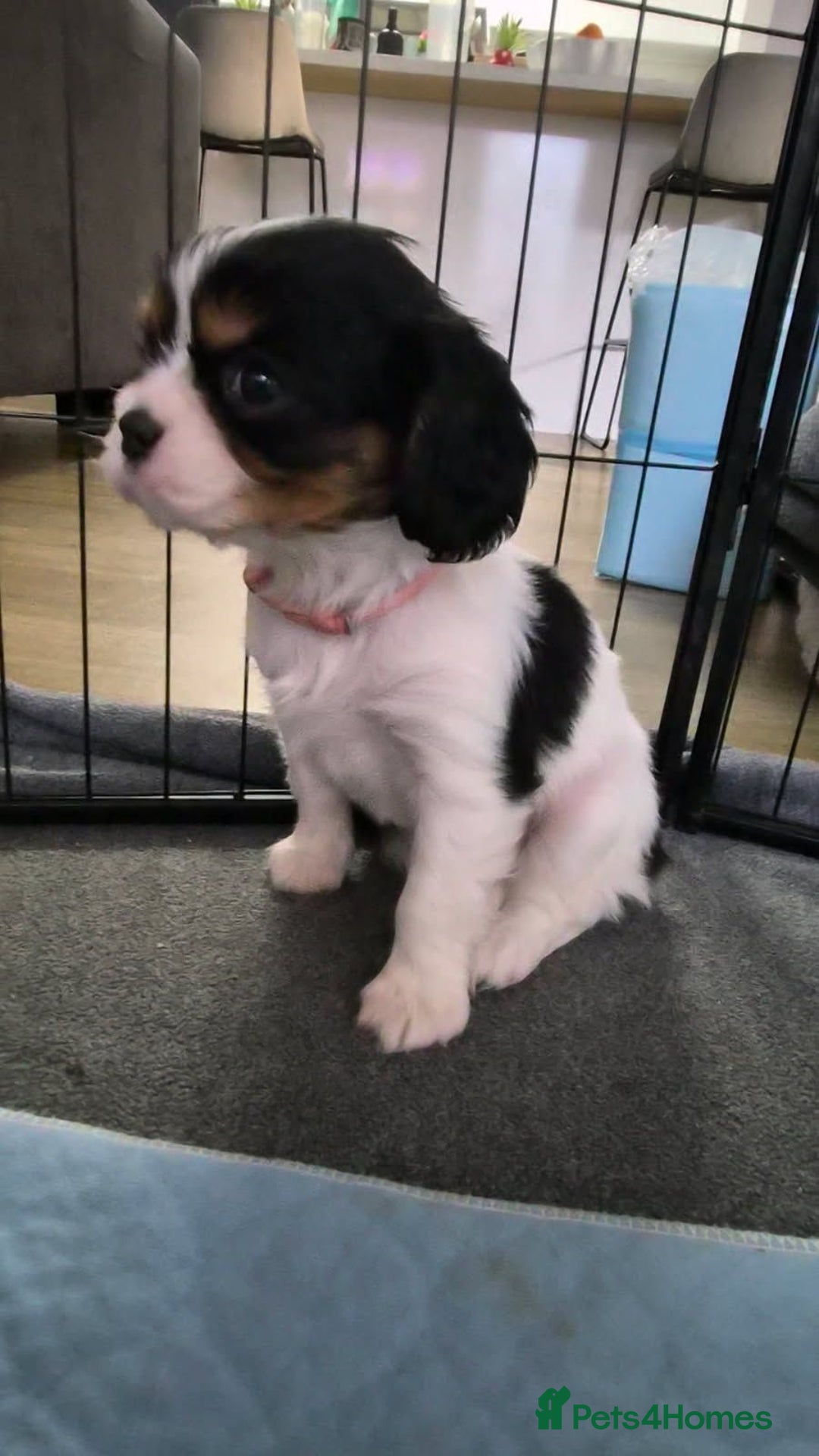 Cavalier King Charles Spaniel dogs for sale: Companion cavalier king charles spaniels - Image 5