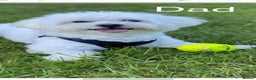 Bichon Frise dogs for sale: Cute little puppies 🩷🩷🩷 - Advert 15