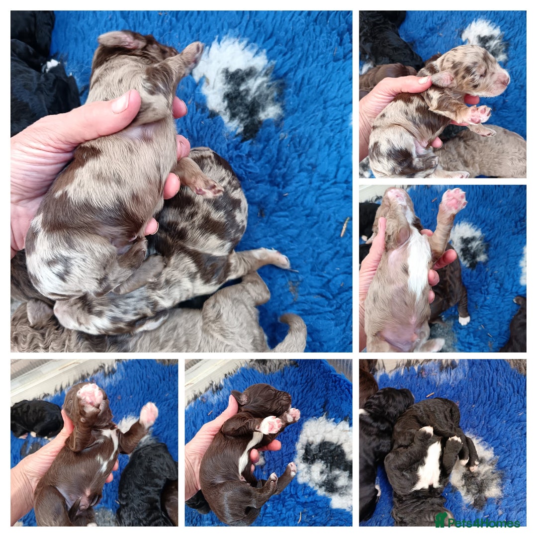 Australian Labradoodle dogs for sale: These pups have it all - Image 4