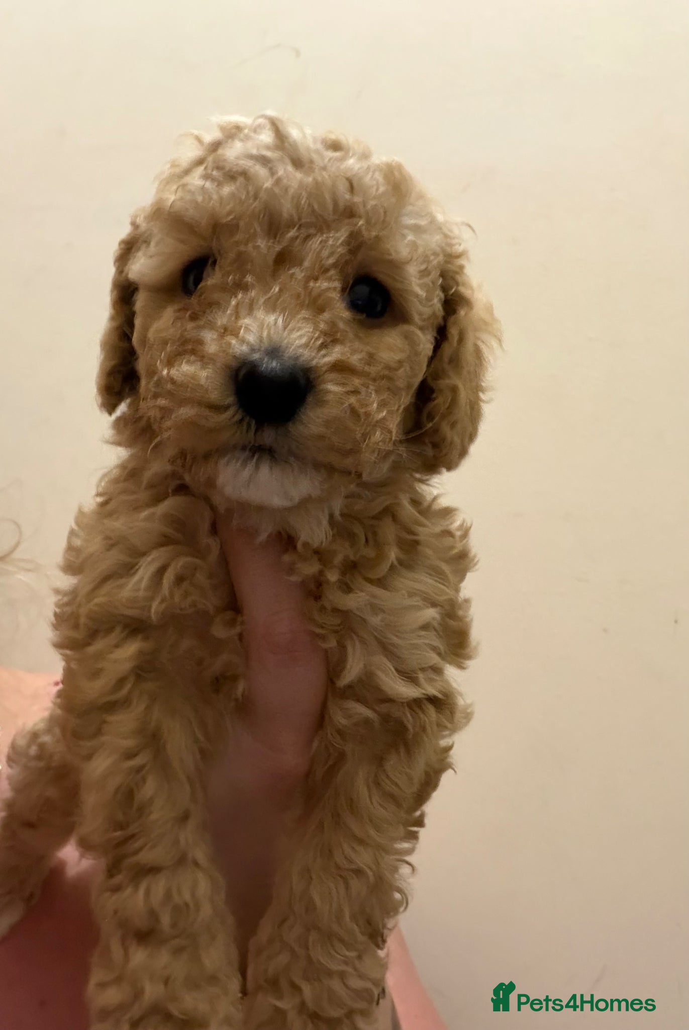 Cockapoo dogs Gorgeous cockapoo puppies, small / toy size - Advert 1