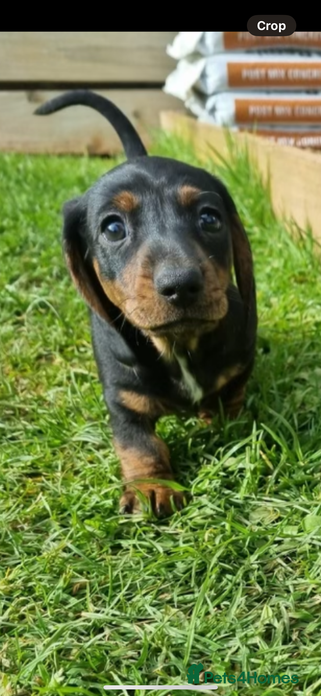 Dachshund dogs for stud: STUD - smooth haired brindle (black+tan) dachshund - Advert 4