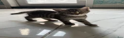 Mixed Breed cats for sale: 3 little kittens for sale  - Advert 9