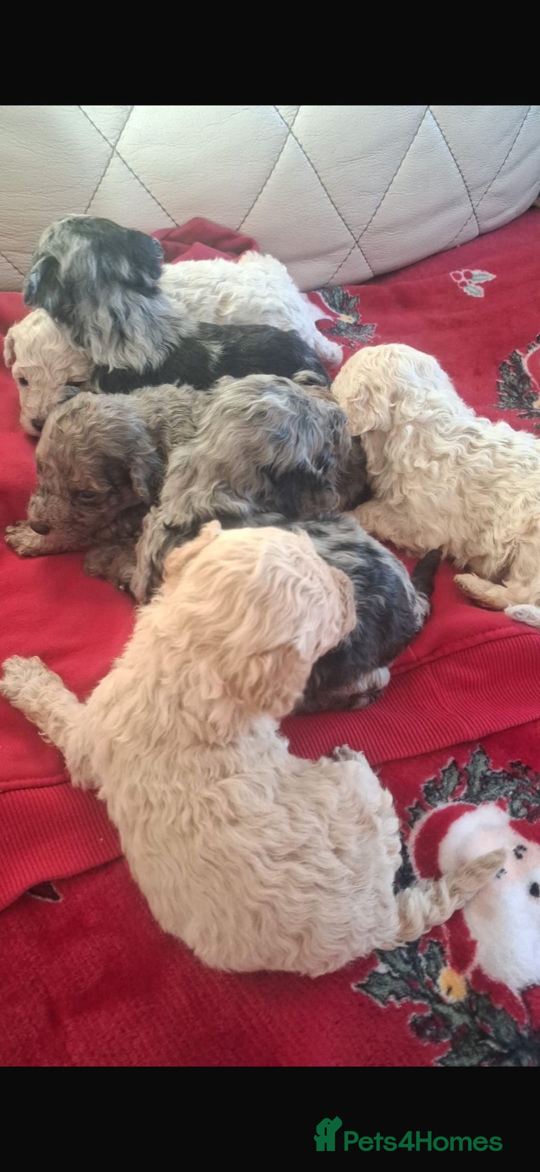 Toy Poodle dogs for sale: Toy poodle  - Advert 2
