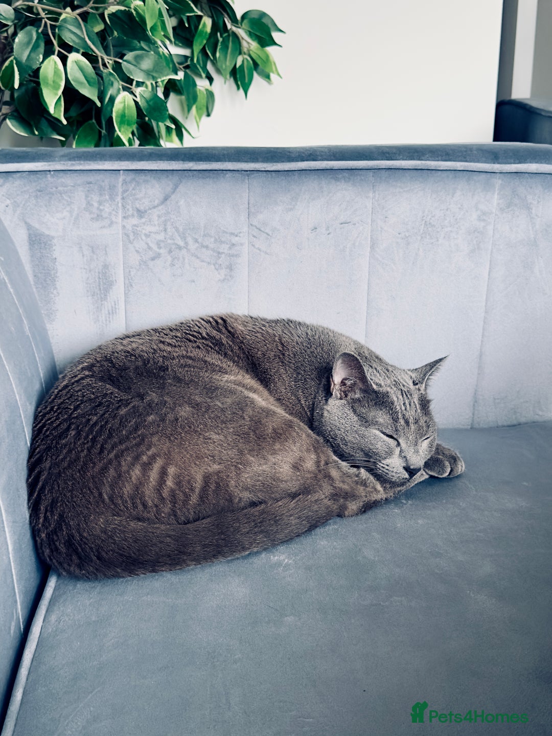 Russian Blue cats for sale: Rehoming a sweet boy - Advert 2