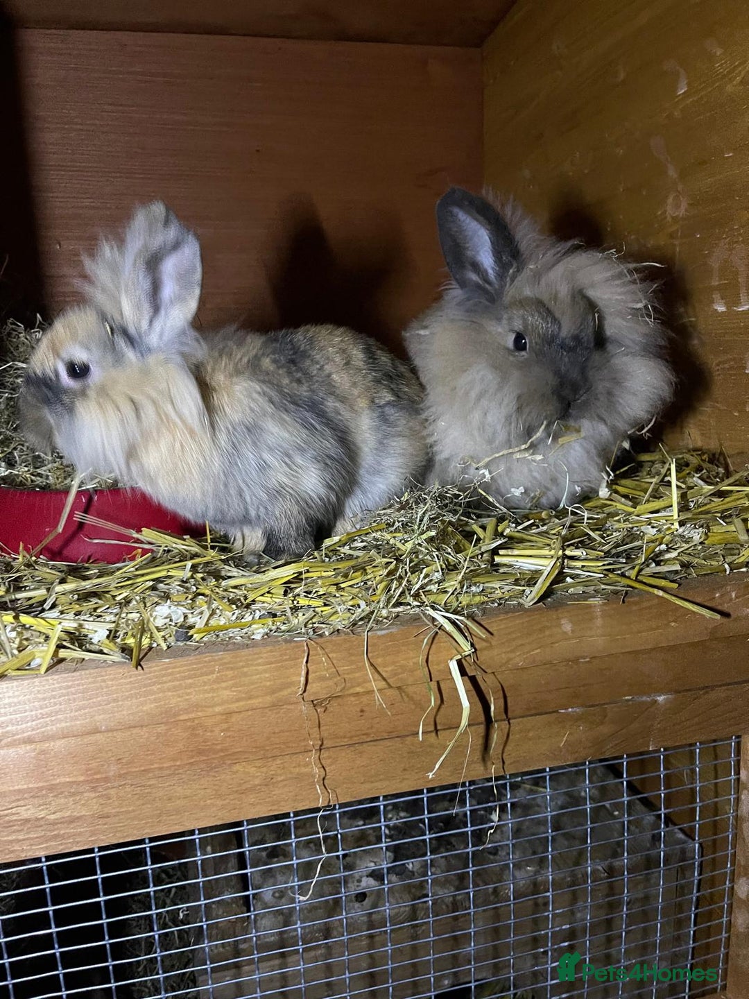 Mini Lop rabbits for sale: Selection of rabbits  - Advert 2