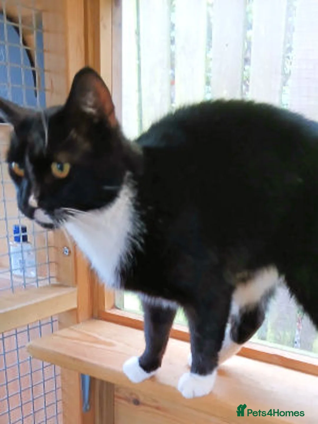 Mixed Breed cats for adoption: TIMMY - Advert 3