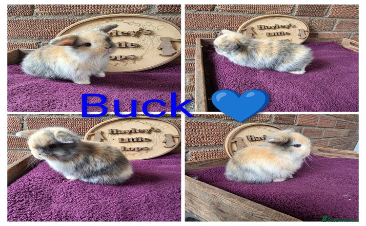 Mini Lop rabbits - Advert 2
