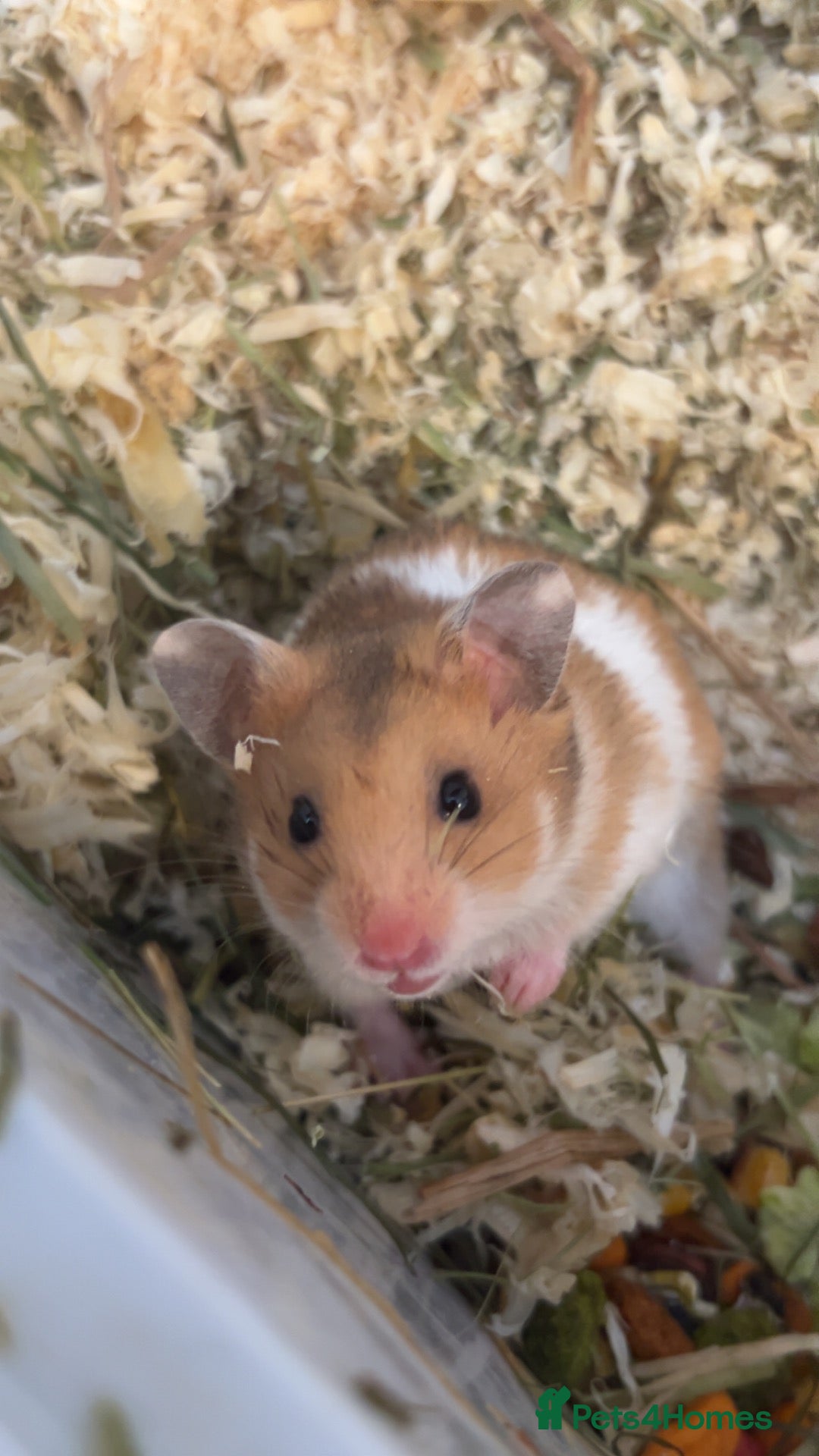 Hamster rodents for sale: 8-10 Week Old female Syrian hamster - Advert 17
