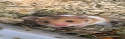 Hamster rodents for sale: 8-10 Week Old female Syrian hamster in Bedford - Advert 1