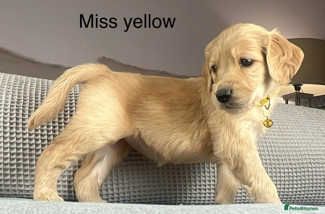 Goldendoodle dogs for sale: These will be stunning adults. Real head turners. - Advert 11