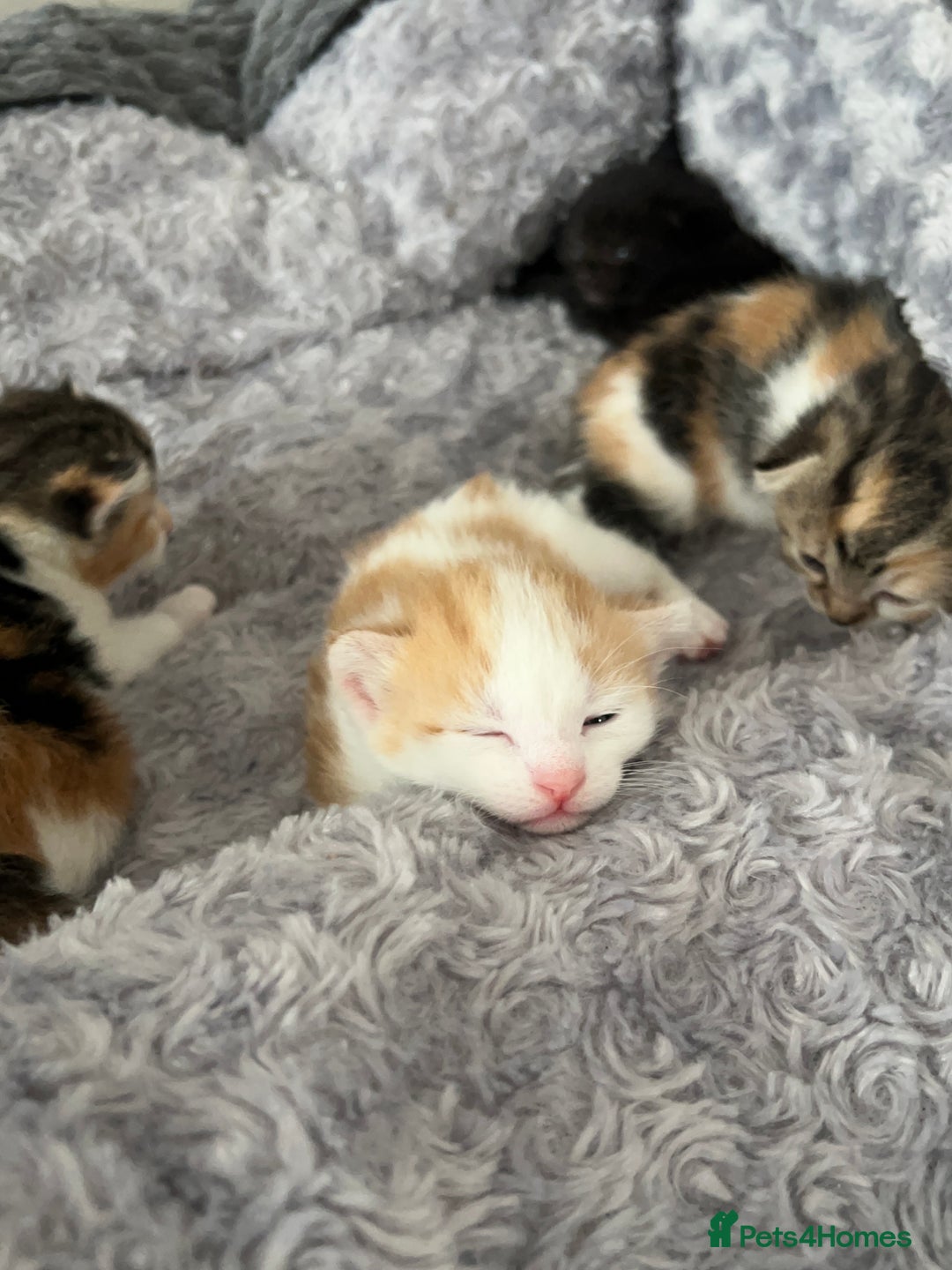 Mixed Breed cats for sale: 3 mixed breed kittens available - Image 12