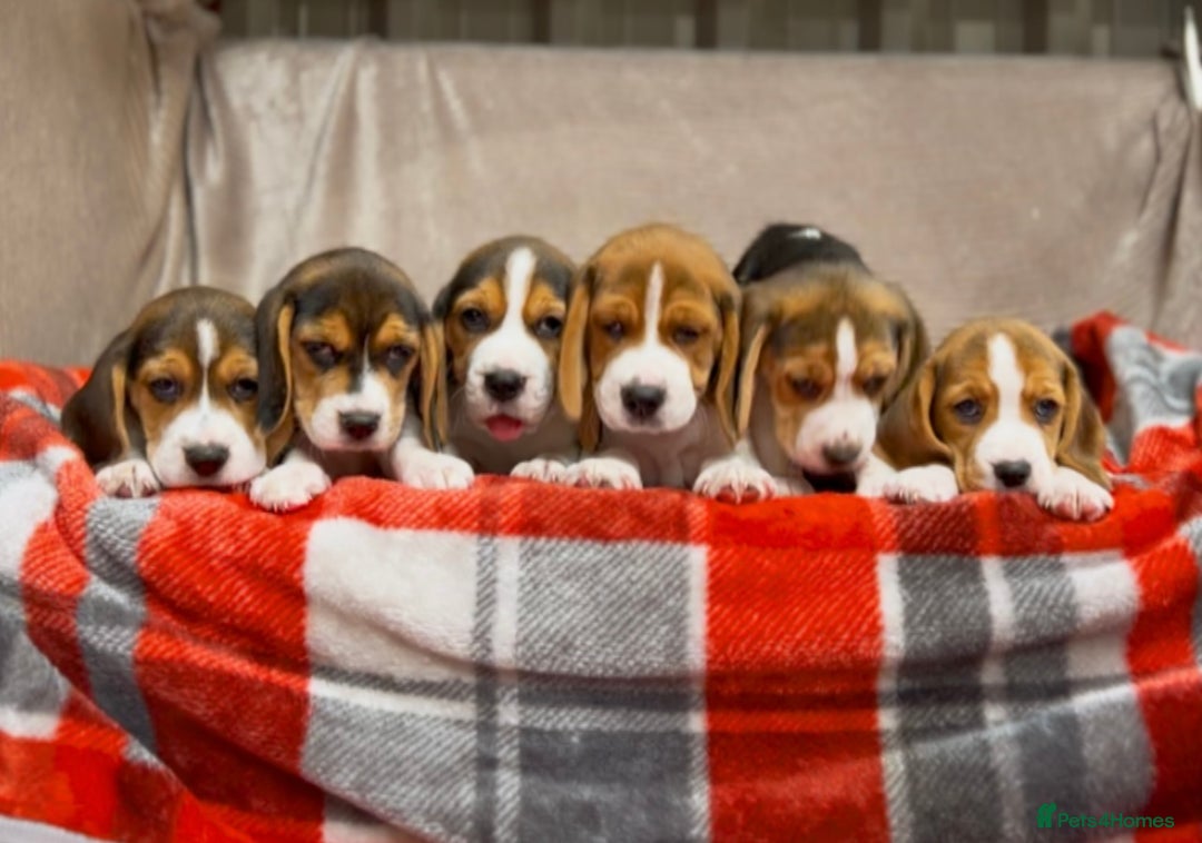 Beagle dogs for sale: SUPER CHUNKY KC SHOW BEAGLE PUPPIES - Image 14