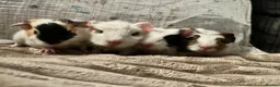 Guinea Pig rodents for sale: Baby guinea pigs for sale - Advert 9
