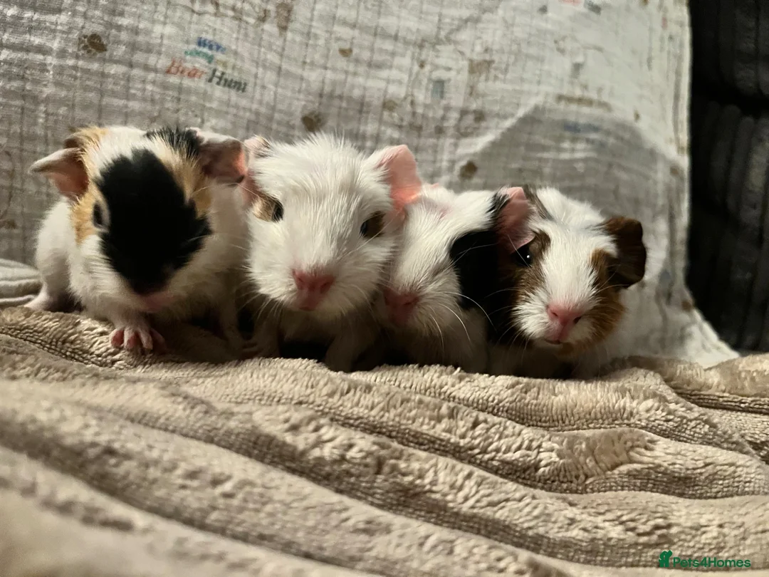 Guinea Pig rodents for sale: Baby guinea pigs for sale - Advert 9