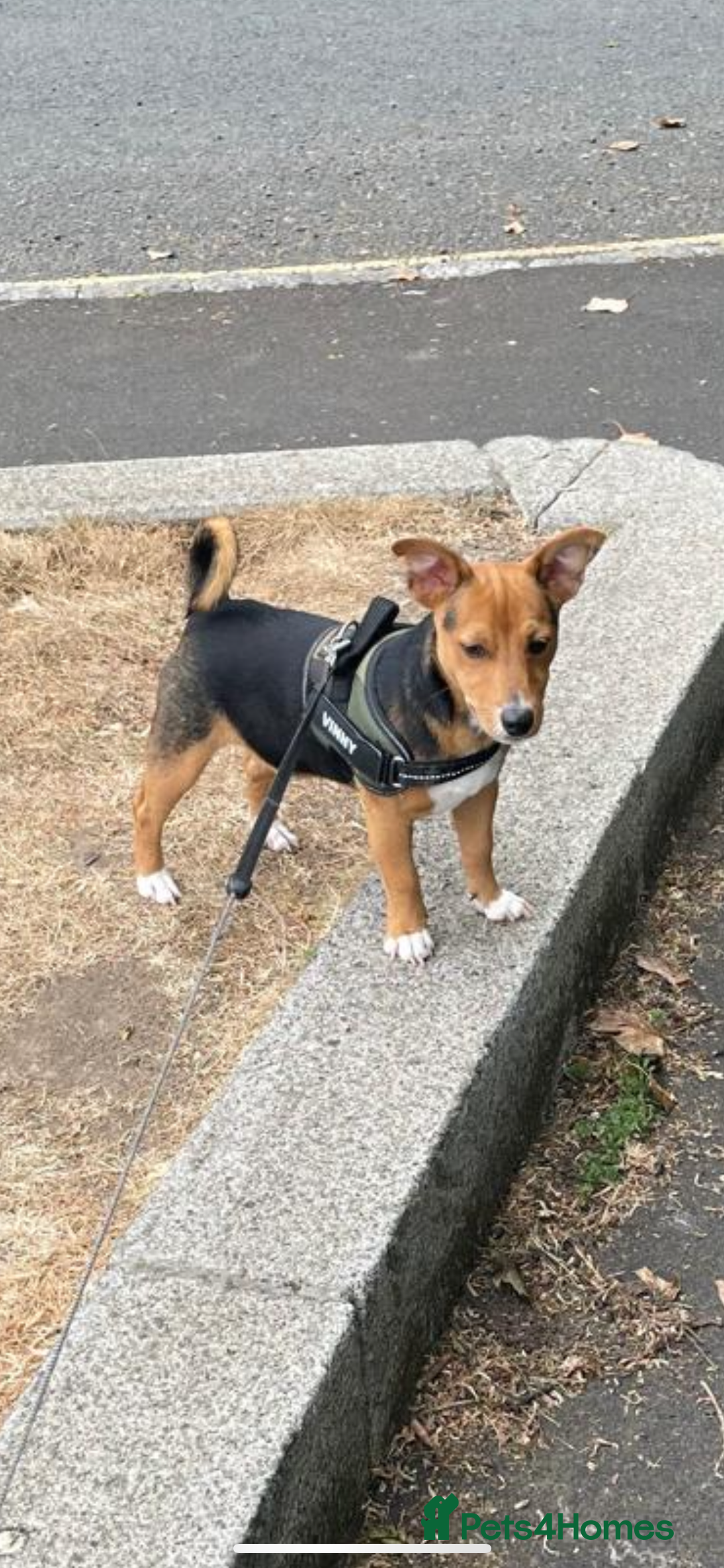 Jack Russell dogs for stud: Vinny- miniature jack Russell for stud  - Advert 4