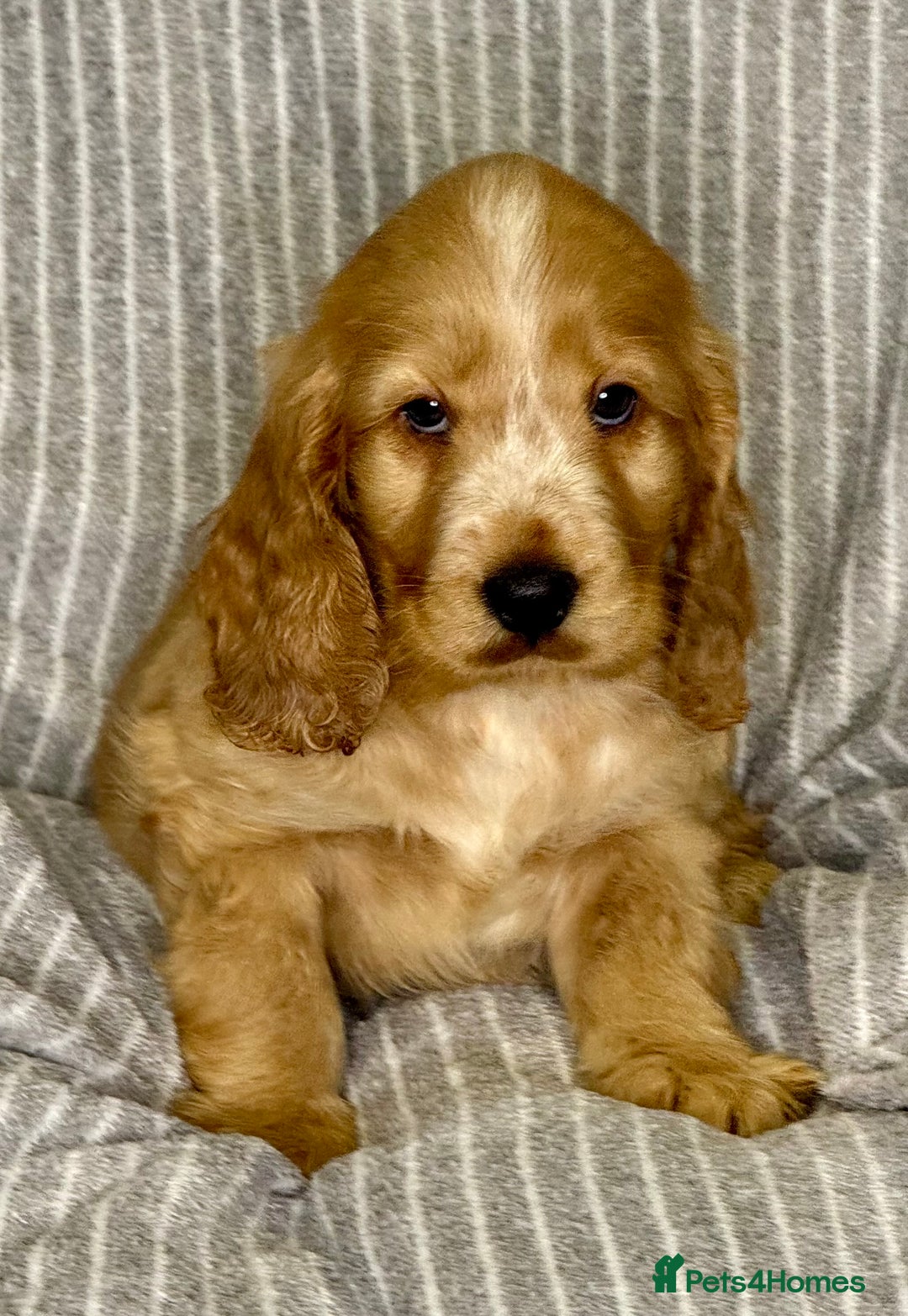 Cocker Spaniel dogs for sale: 🐶 Cocker Spaniel Puppies Ready Soon! 🏡 - Advert 1