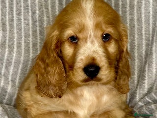 Cocker Spaniel dogs 🐶 Cocker Spaniel Puppies Ready Soon! 🏡 - Advert 6
