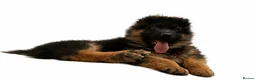 German Shepherd dogs for sale: LONG COATED GERMAN SHEPHERD GIRL  - Advert 12
