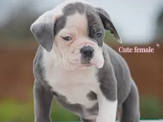 Old Tyme Bulldog dogs 23 years 5⭐️Rated Licensed professionals - Advert 1