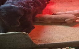 Labrador Retriever dogs for sale: Stunning litter of Fox Red and Black Labradors - Image 17