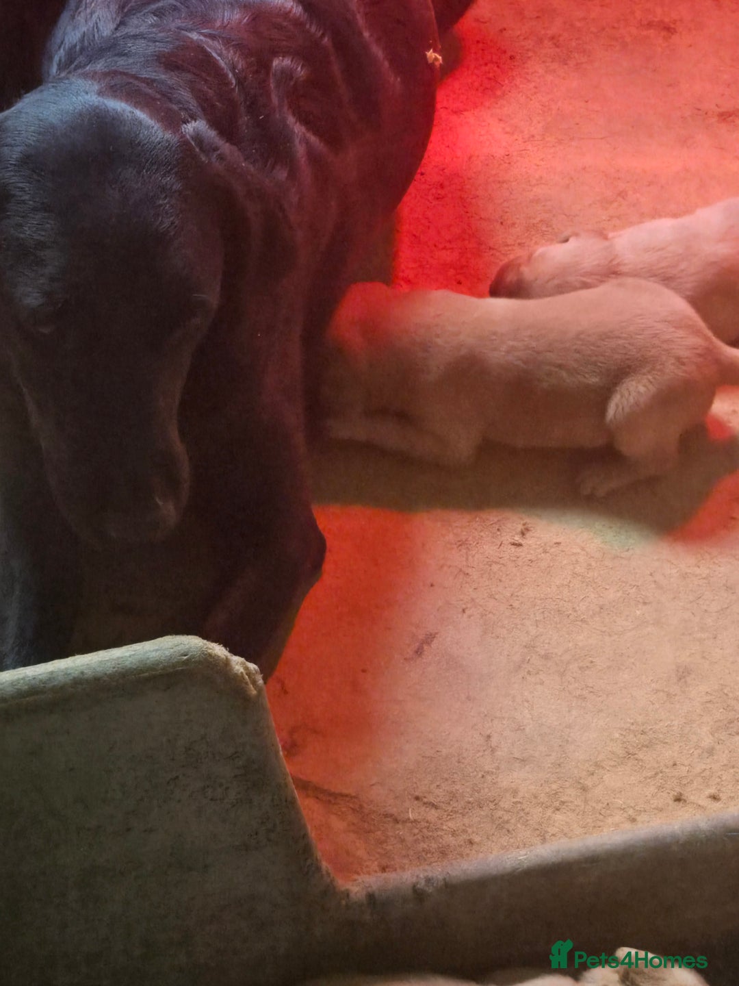 Labrador Retriever dogs for sale: Stunning litter of Fox Red and Black Labradors - Image 17