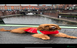 Cavapoo dogs for sale: Cavapoo F1b puppies due in December - Image 5