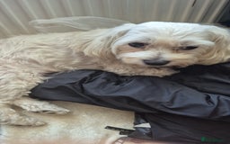 Bichon Frise dogs for sale: ✨ Beautiful 3-Month-Old Female Bichon Frise Puppy  - Image 1