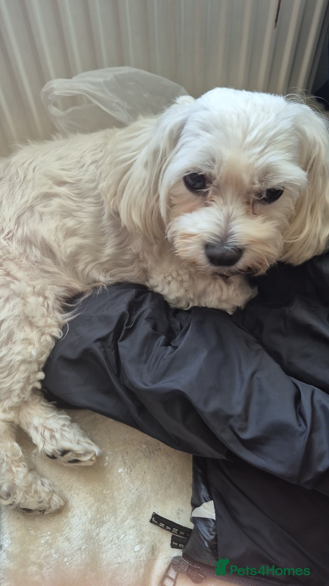 Bichon Frise dogs for sale: ✨ Beautiful 3-Month-Old Female Bichon Frise Puppy  - Image 1