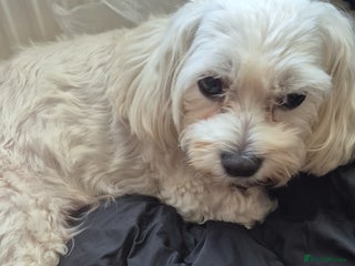 Bichon Frise dogs for sale - Advert 1