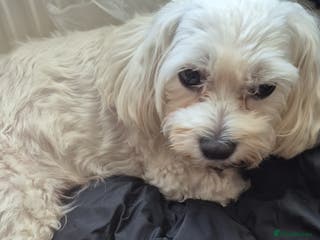 Bichon Frise dogs ✨ Beautiful 3-Month-Old Female Bichon Frise Puppy - Advert 11