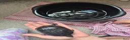 Turtle reptiles for sale: 3 x Black musk turtles in Hailsham - Advert 6